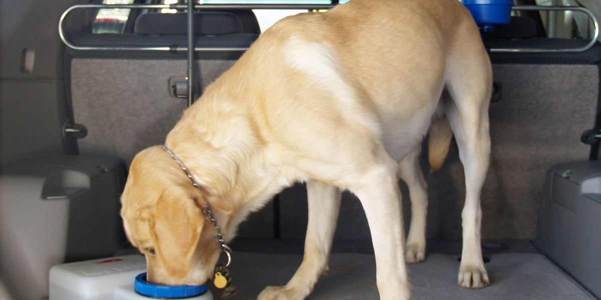 Waterboy dog dish deals